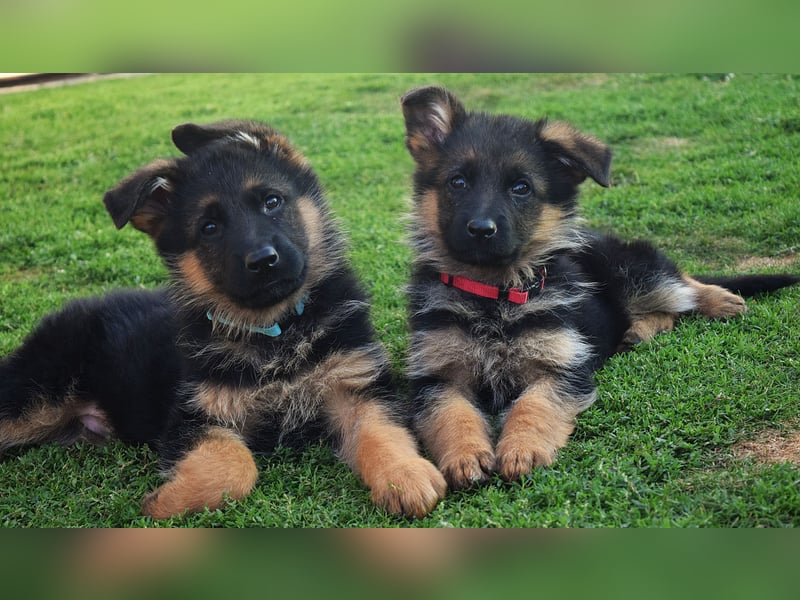 Aufgeweckte Schäferhund-Welpen suchen ein schönes Zuhause!