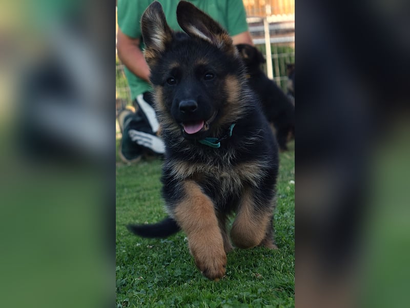 Aufgeweckte Schäferhund-Welpen suchen ein schönes Zuhause!