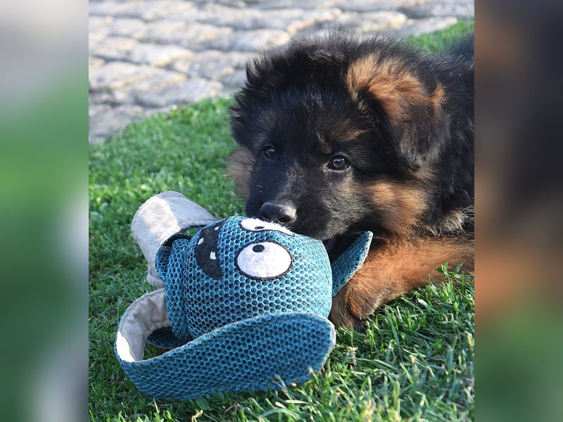 Aufgeweckte Schäferhund-Welpen suchen ein schönes Zuhause!