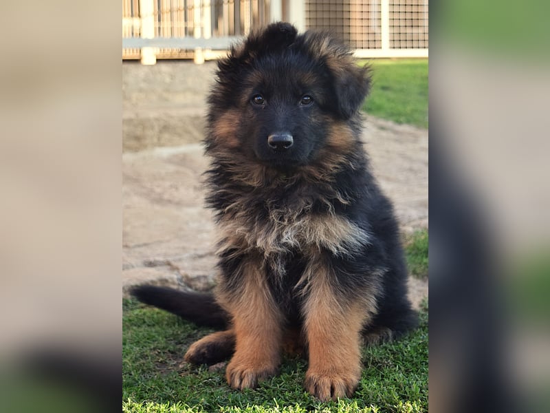 Aufgeweckte Schäferhund-Welpen suchen ein schönes Zuhause!