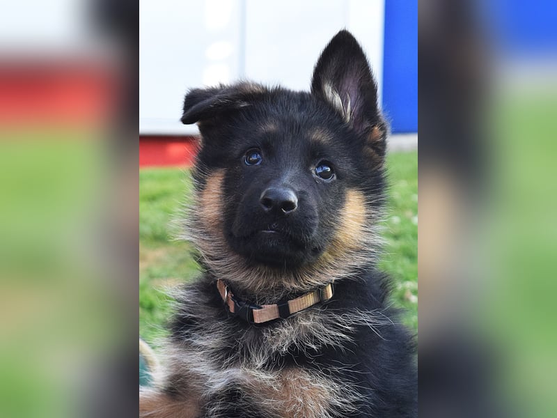 Aufgeweckte Schäferhund-Welpen suchen ein schönes Zuhause!