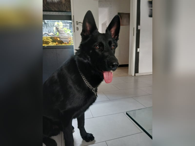 deutscher Schäferhund | Hund | junger Schäferhund | Kastriert | Rüde