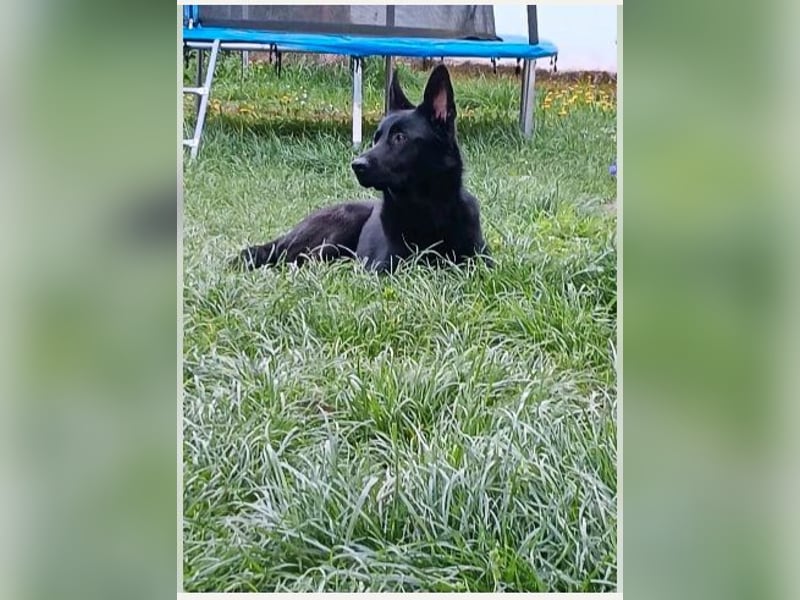 deutscher Schäferhund | Hund | junger Schäferhund | Kastriert | Rüde