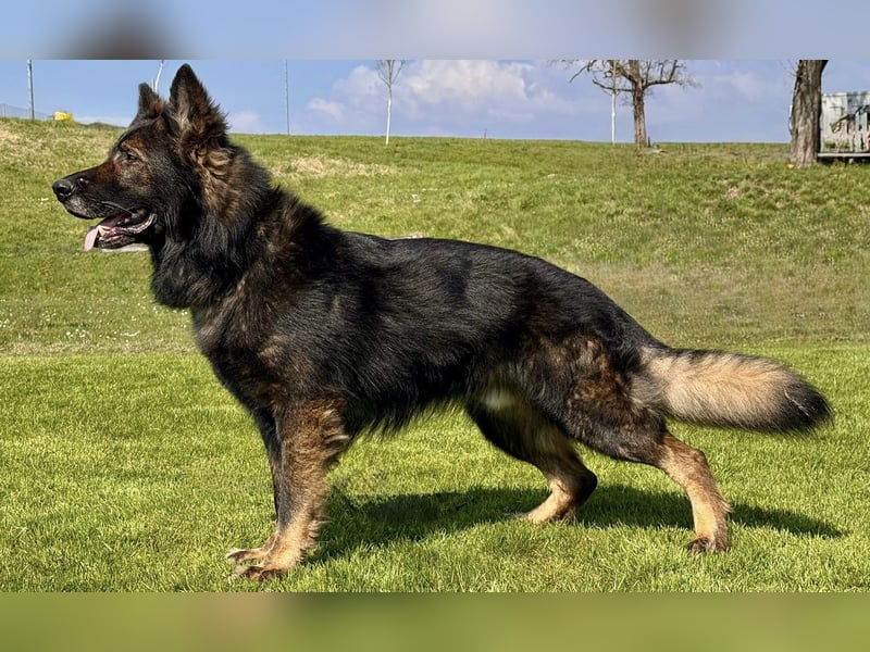 Deutsche Schäferhundwelpen Langstockhaar VDH-Zucht