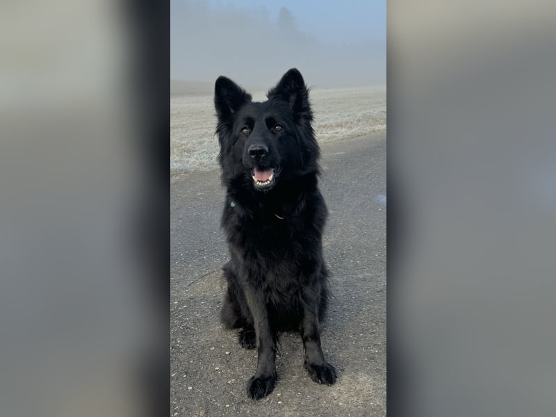 Deutsche Schäferhundwelpen Langstockhaar VDH-Zucht