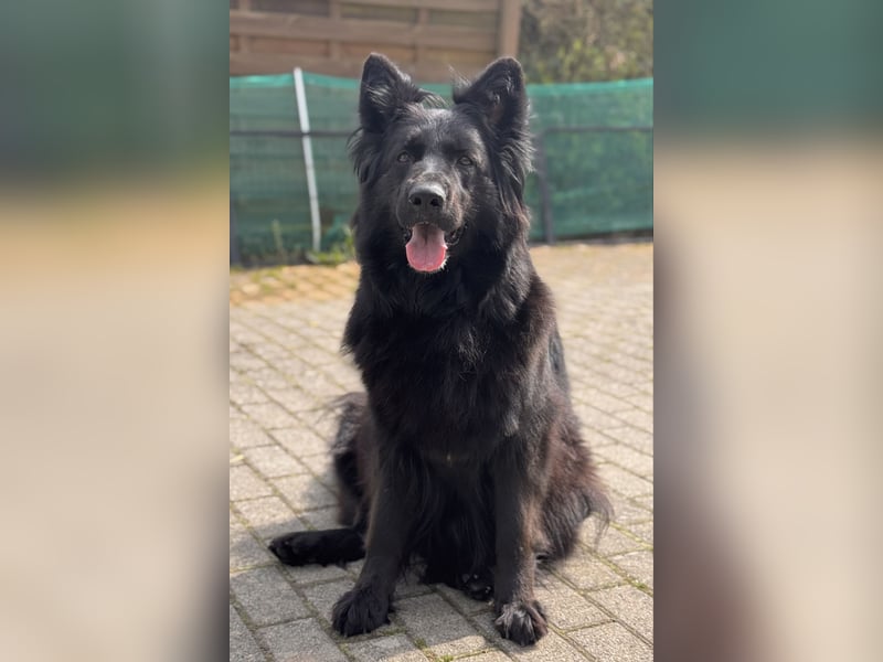 Deutsche Schäferhundwelpen Langstockhaar VDH-Zucht