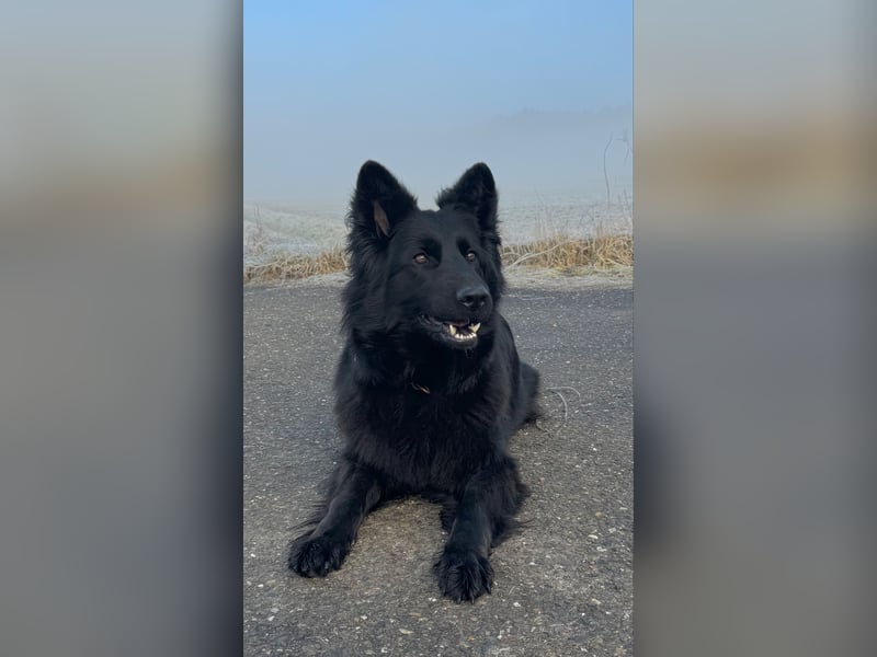 Deutsche Schäferhundwelpen Langstockhaar VDH-Zucht