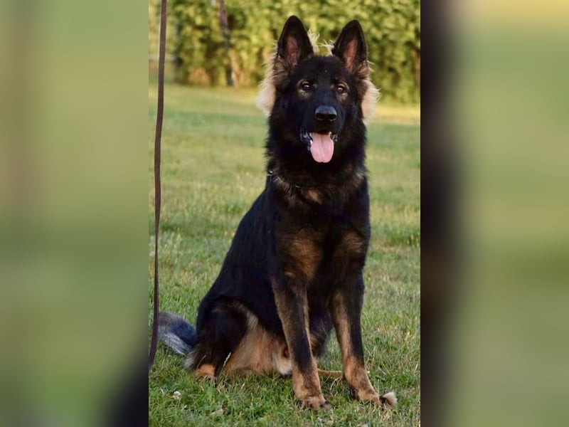 Deutsche Schäferhundwelpen Langstockhaar VDH-Zucht