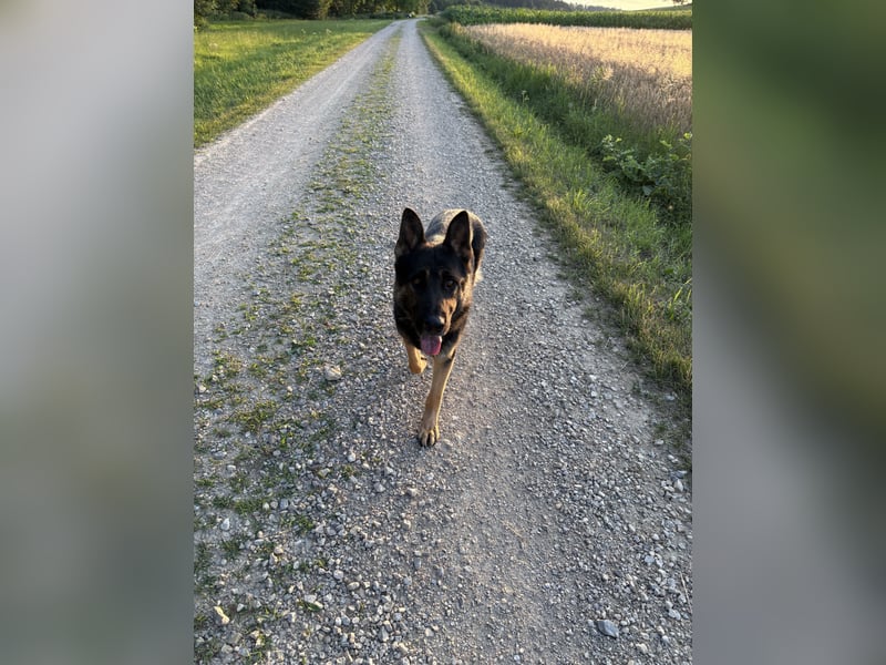 Verkaufe Deutschen Schäferhundrüde