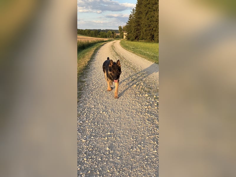 Verkaufe Deutschen Schäferhundrüde