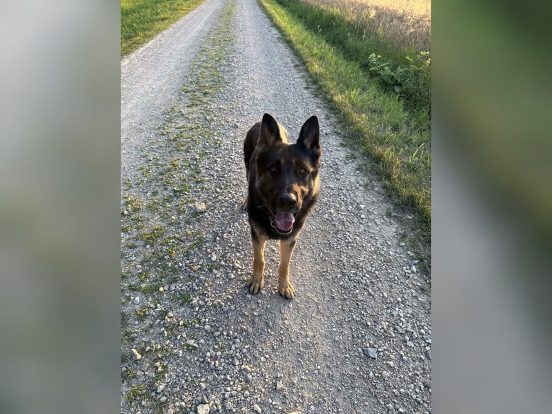 Verkaufe Deutschen Schäferhundrüde