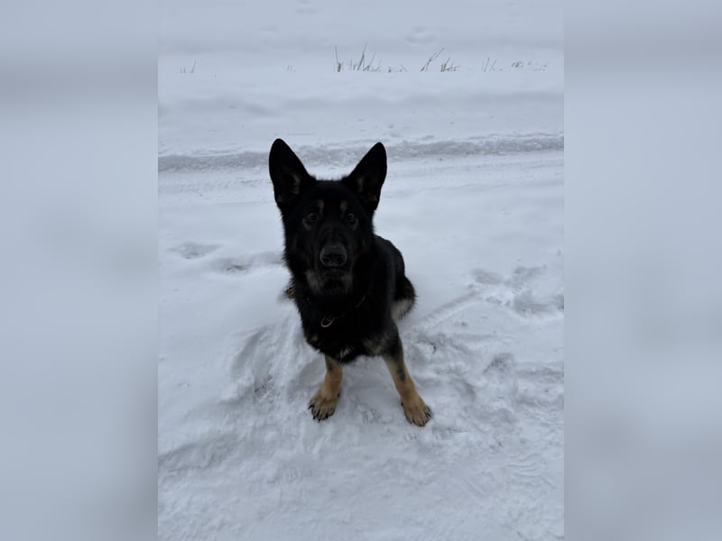 Verkaufe Deutsche Schäferhundrüde