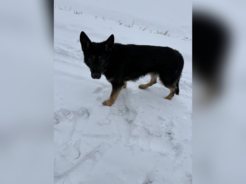 Verkaufe Deutsche Schäferhundrüde
