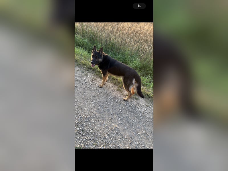 Verkaufe Deutschen Schäferhundrüde