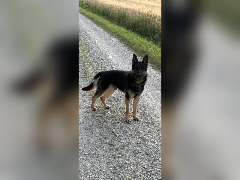 Verkaufe Deutschen Schäferhundrüde