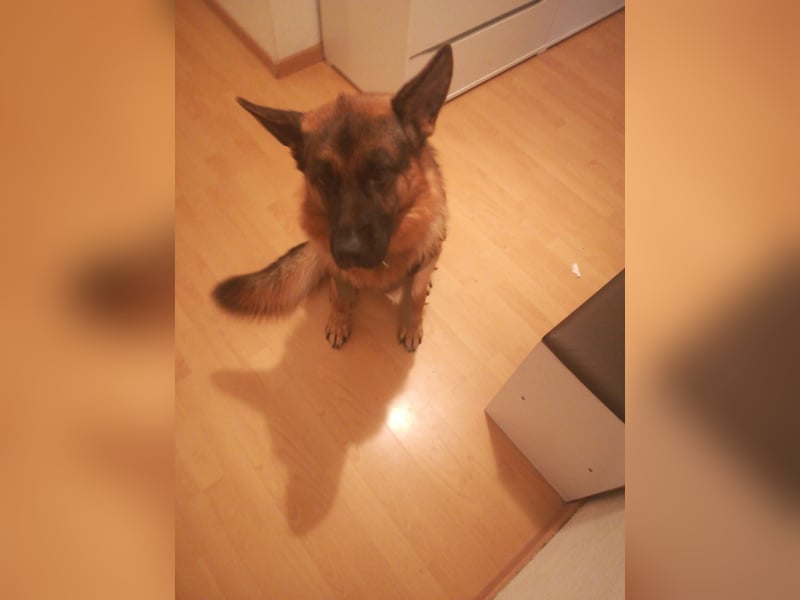 Deutscher Schäferhund