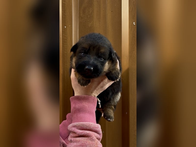 Deutsche Schäferhund Hündinnen Stockhaar suchen neues zu Hause