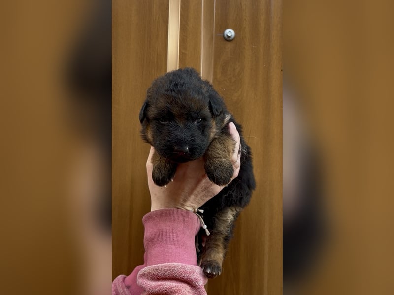 Deutsche Schäferhund Hündinnen Stockhaar suchen neues zu Hause