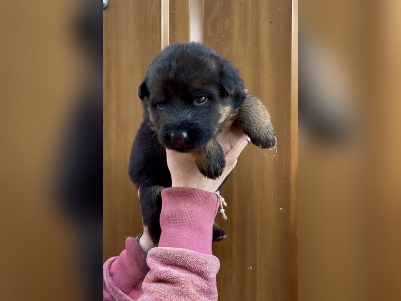 Deutsche Schäferhund Hündinnen Stockhaar suchen neues zu Hause