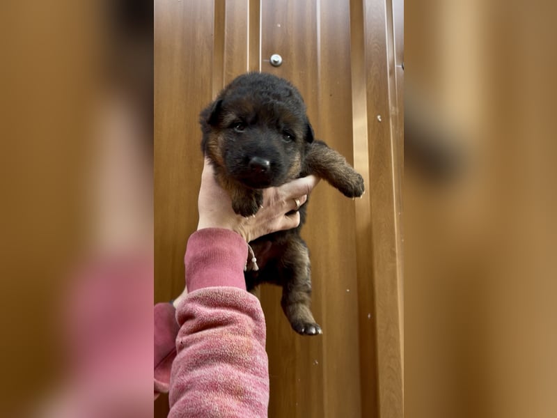 Deutsche Schäferhund Hündinnen Stockhaar suchen neues zu Hause
