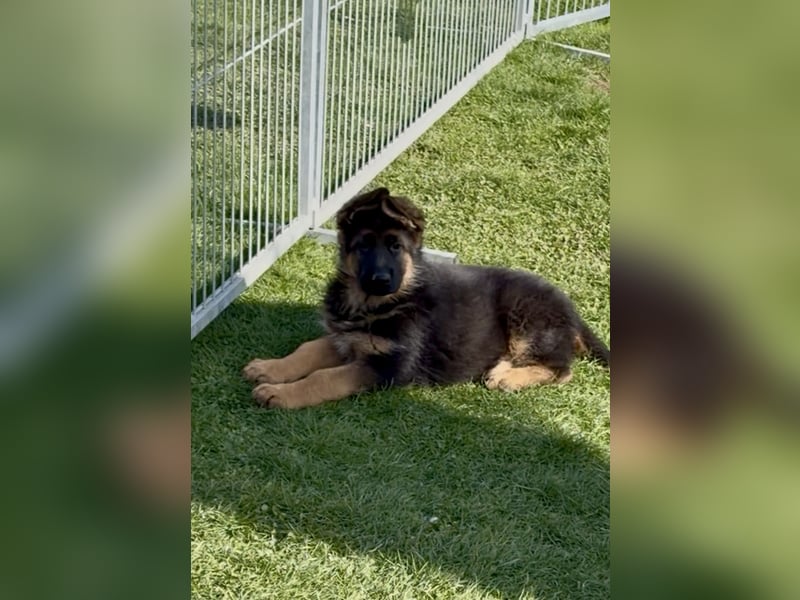 Schäferhundwelpe sucht seine neue Familie