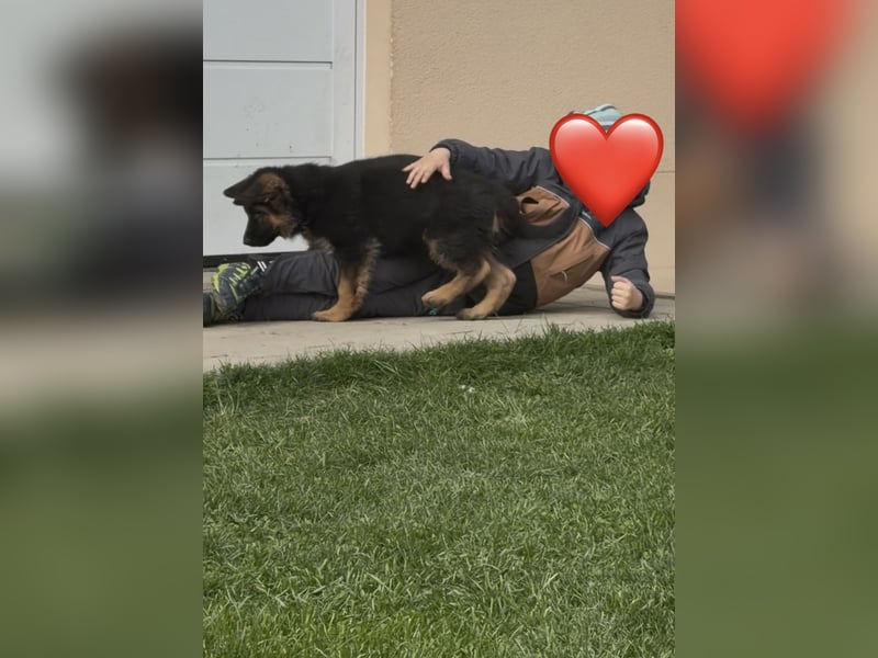 Schäferhundwelpe sucht seine neue Familie