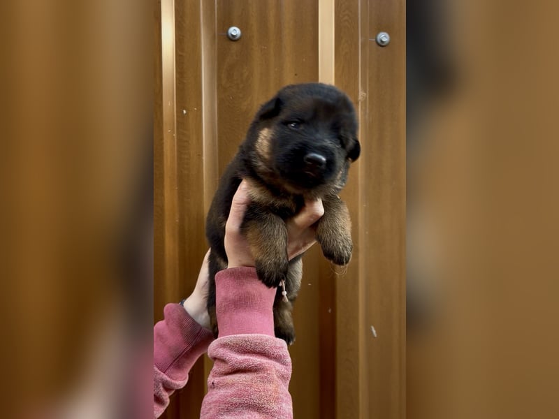 Deutsche Schäferhund Hündinnen Stockhaar suchen neues zu Hause
