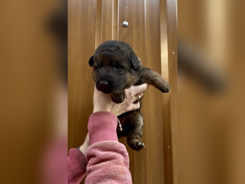 Deutsche Schäferhund Hündinnen Stockhaar suchen neues zu Hause