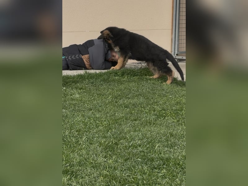 Schäferhundwelpe sucht seine neue Familie