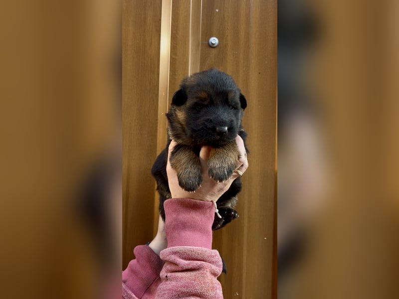 Deutsche Schäferhund Hündinnen Stockhaar suchen neues zu Hause