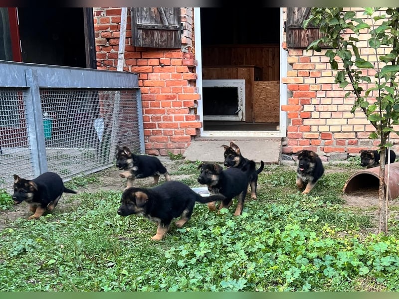 Deutsche Schäferhundwelpen
