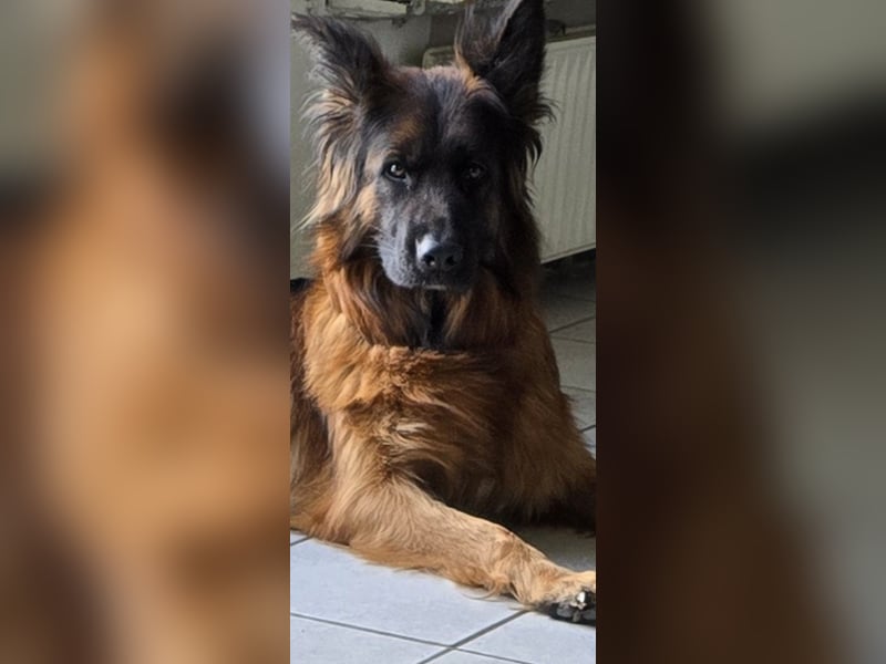 DSH Hündin in Gute abzugeben