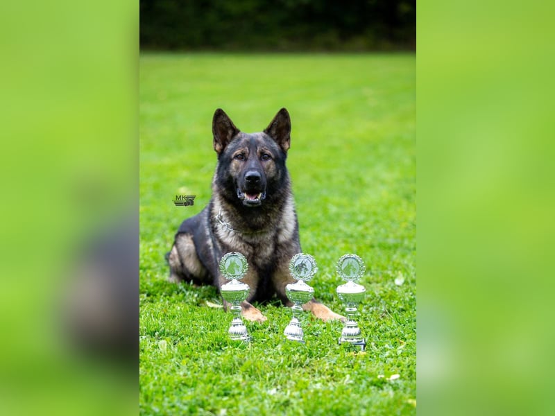 Deutsche Schäferhunde aus Leistungszucht