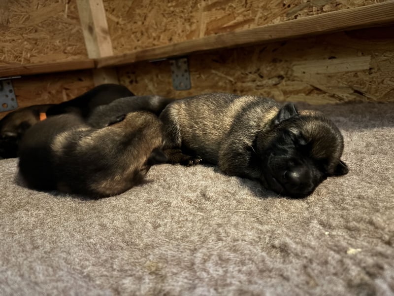 Deutsche Schäferhunde aus Leistungszucht