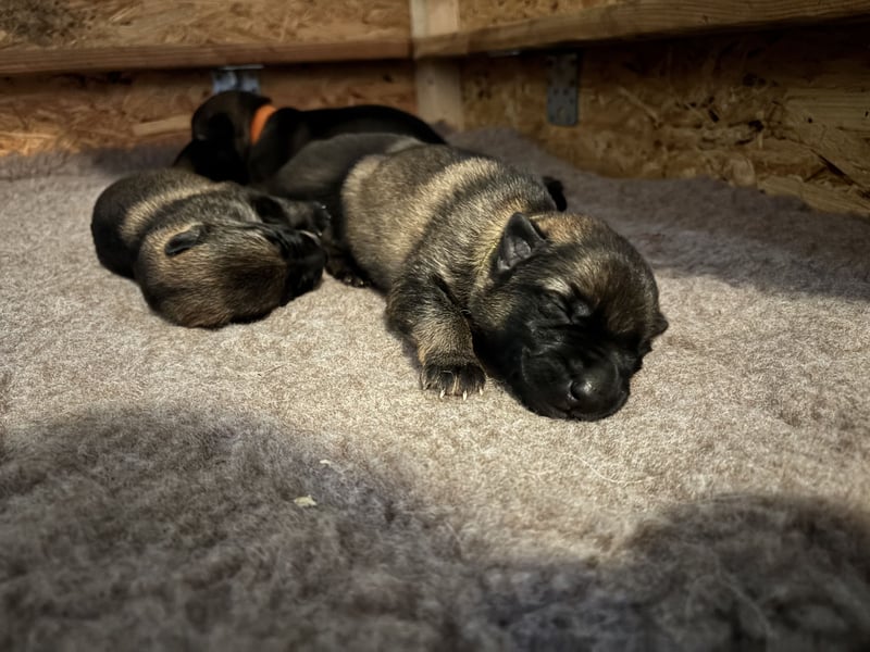 Deutsche Schäferhunde aus Leistungszucht