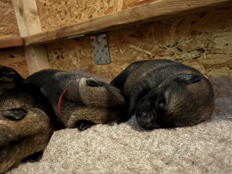 Deutsche Schäferhunde aus Leistungszucht