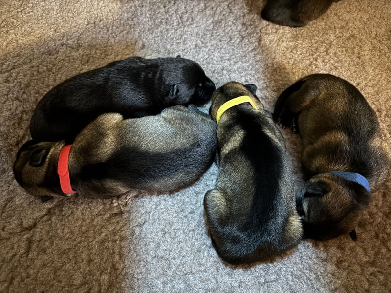 Deutsche Schäferhunde aus Leistungszucht