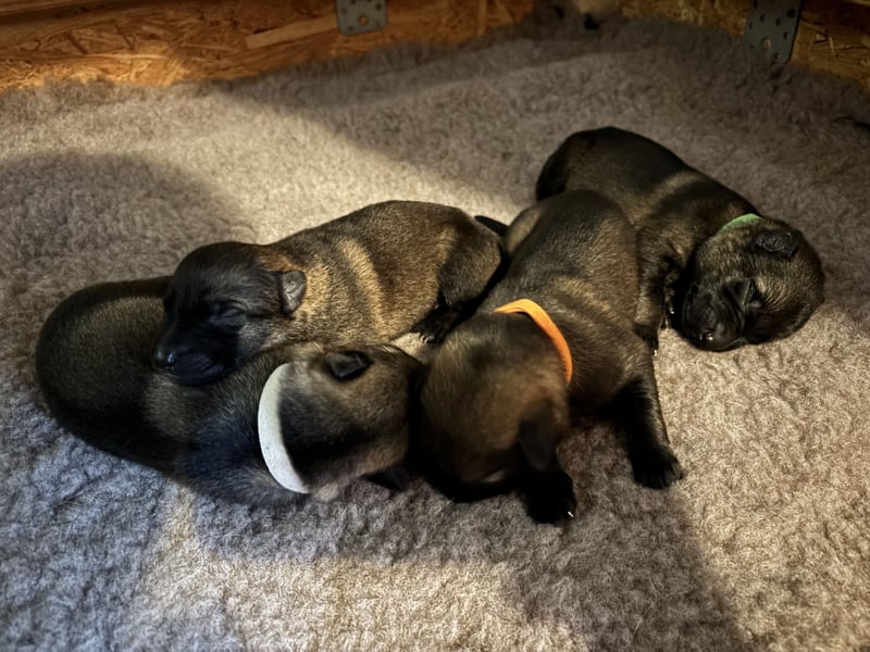 Deutsche Schäferhunde aus Leistungszucht