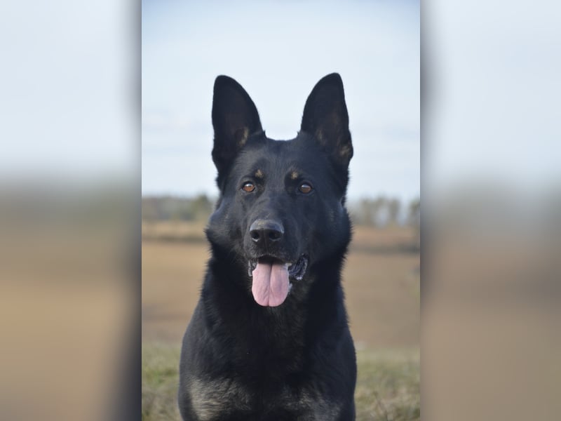 Deutsche Schäferhunde aus Leistungszucht