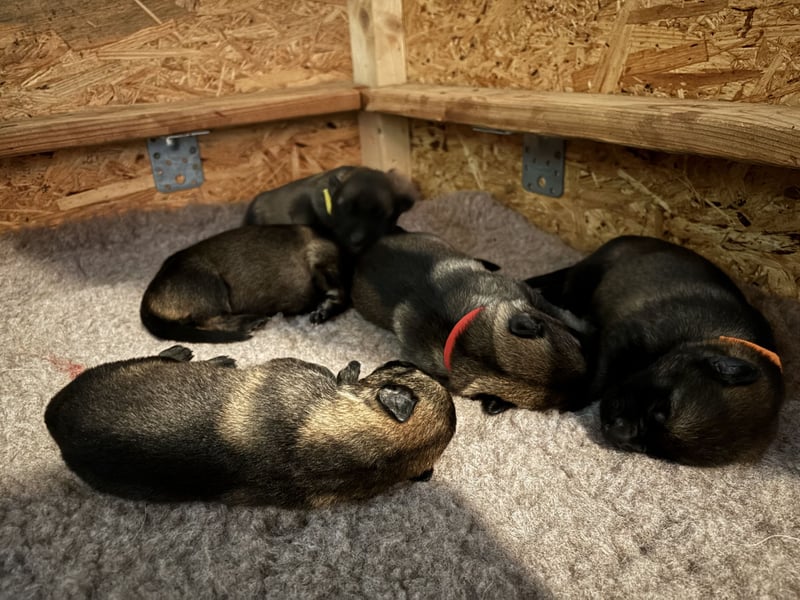 Deutsche Schäferhunde aus Leistungszucht