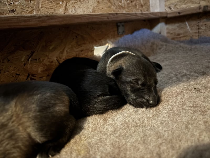 Deutsche Schäferhunde aus Leistungszucht