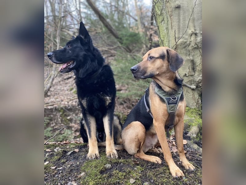 Sehr schöner schwarzbrauner Schäferhundrüde  abzug.