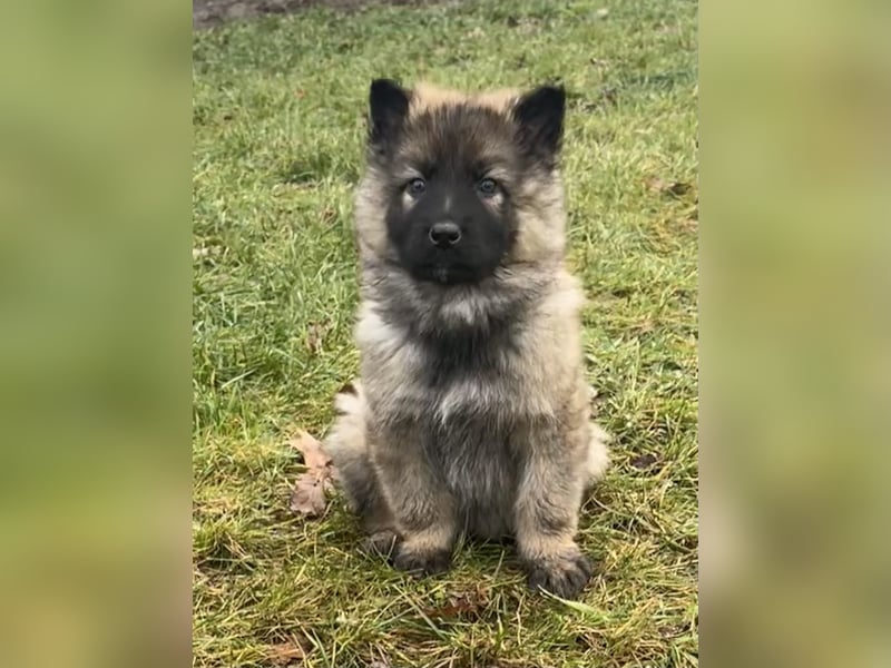 Sehr schöne kräftige Schäferhund Welpen zu verkaufen.