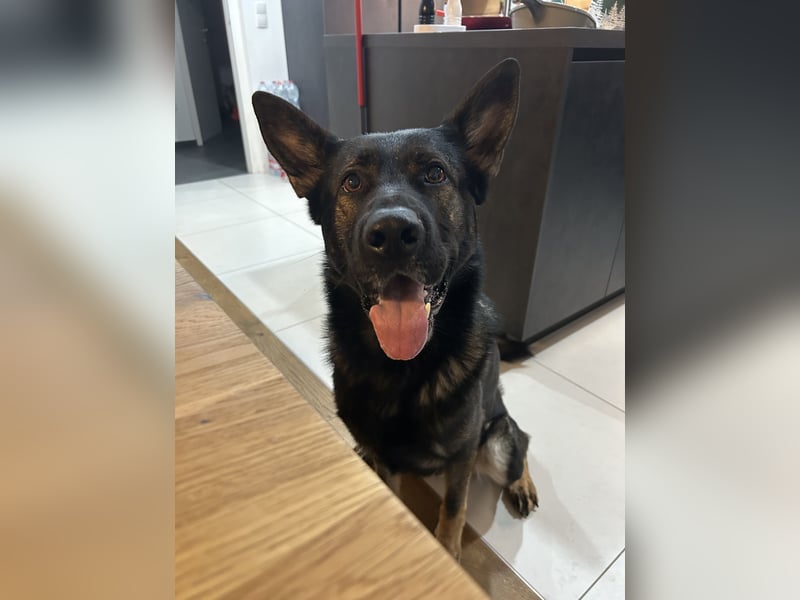 Zwei treue Seelen suchen ein neues Zuhause