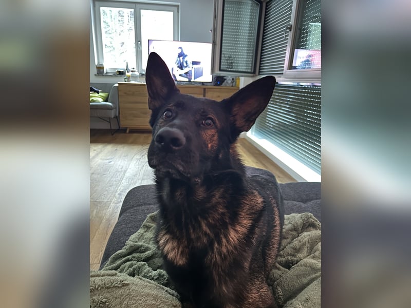 Zwei treue Seelen suchen ein neues Zuhause