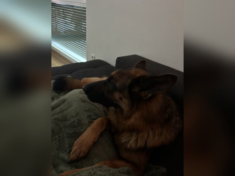 Zwei treue Seelen suchen ein neues Zuhause