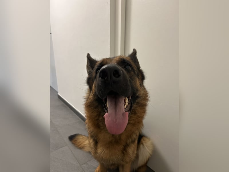 Zwei treue Seelen suchen ein neues Zuhause