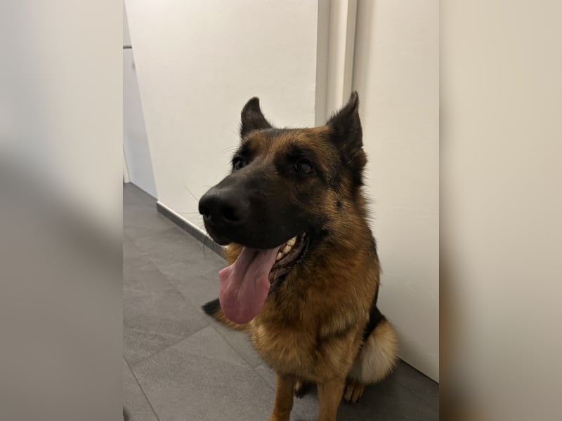 Zwei treue Seelen suchen ein neues Zuhause