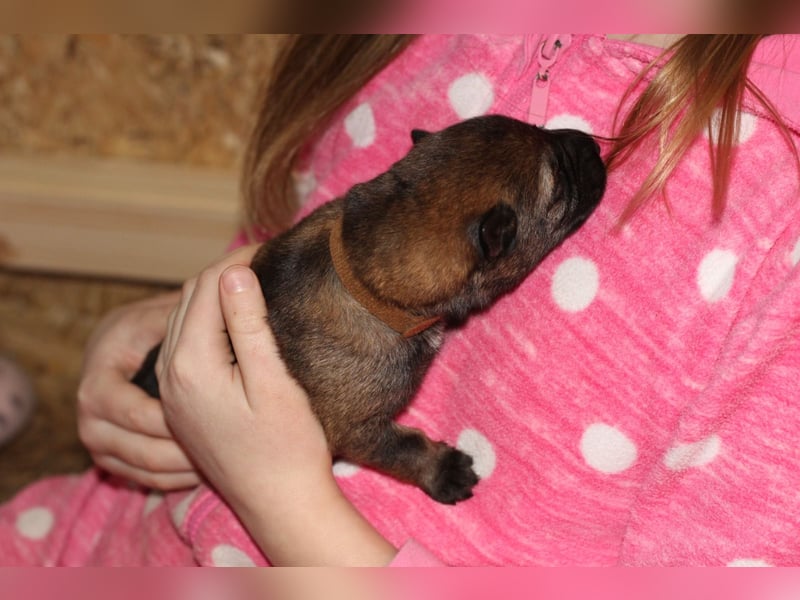 Reinrassige Deutsche Schäferhundwelpen mit Papieren