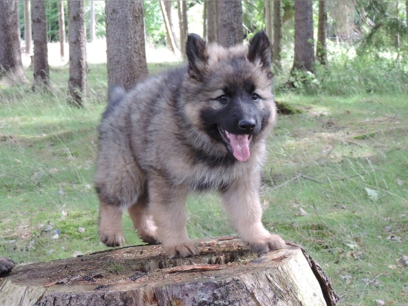 Karah
